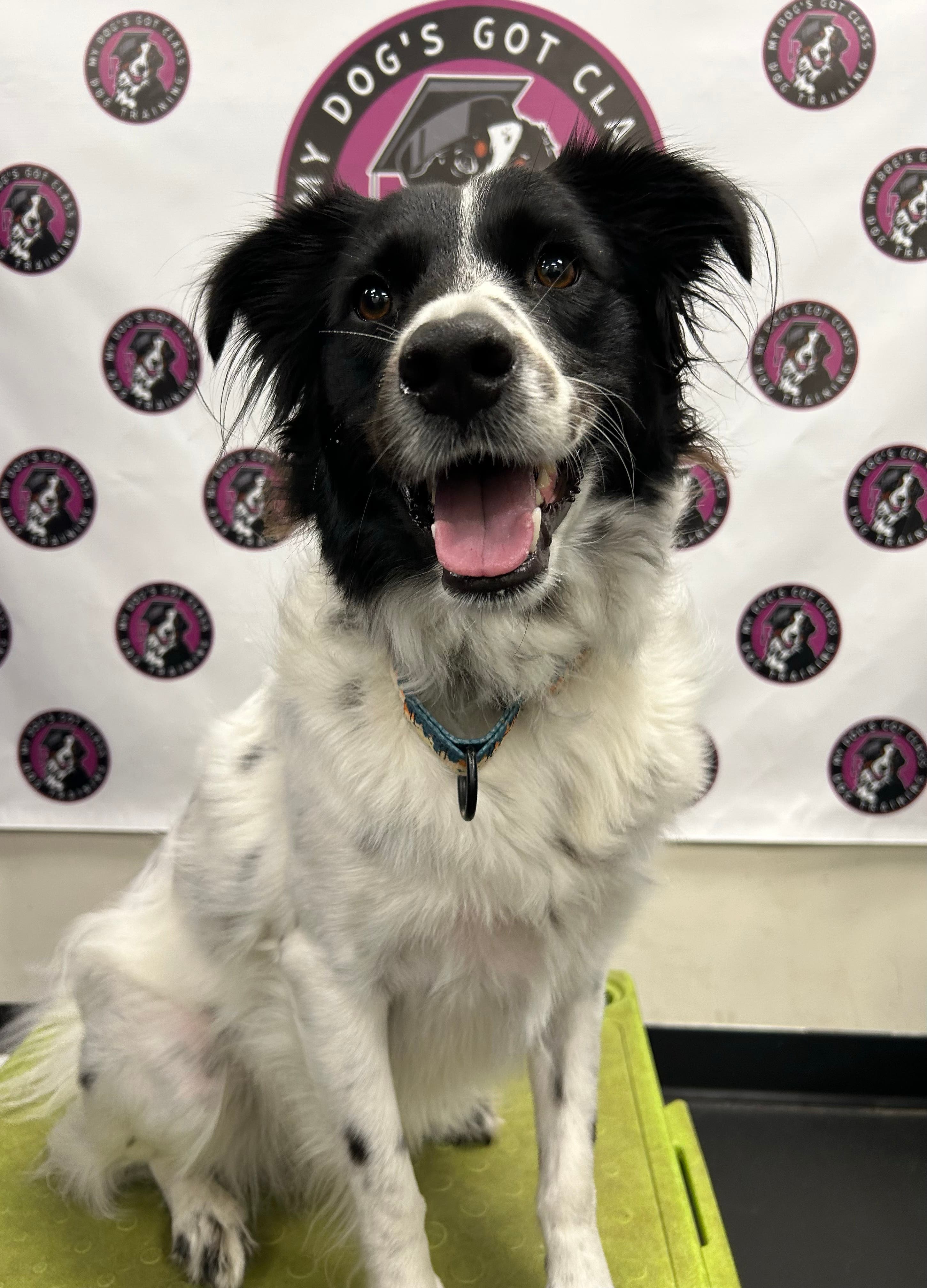 Dog Basic Training Class