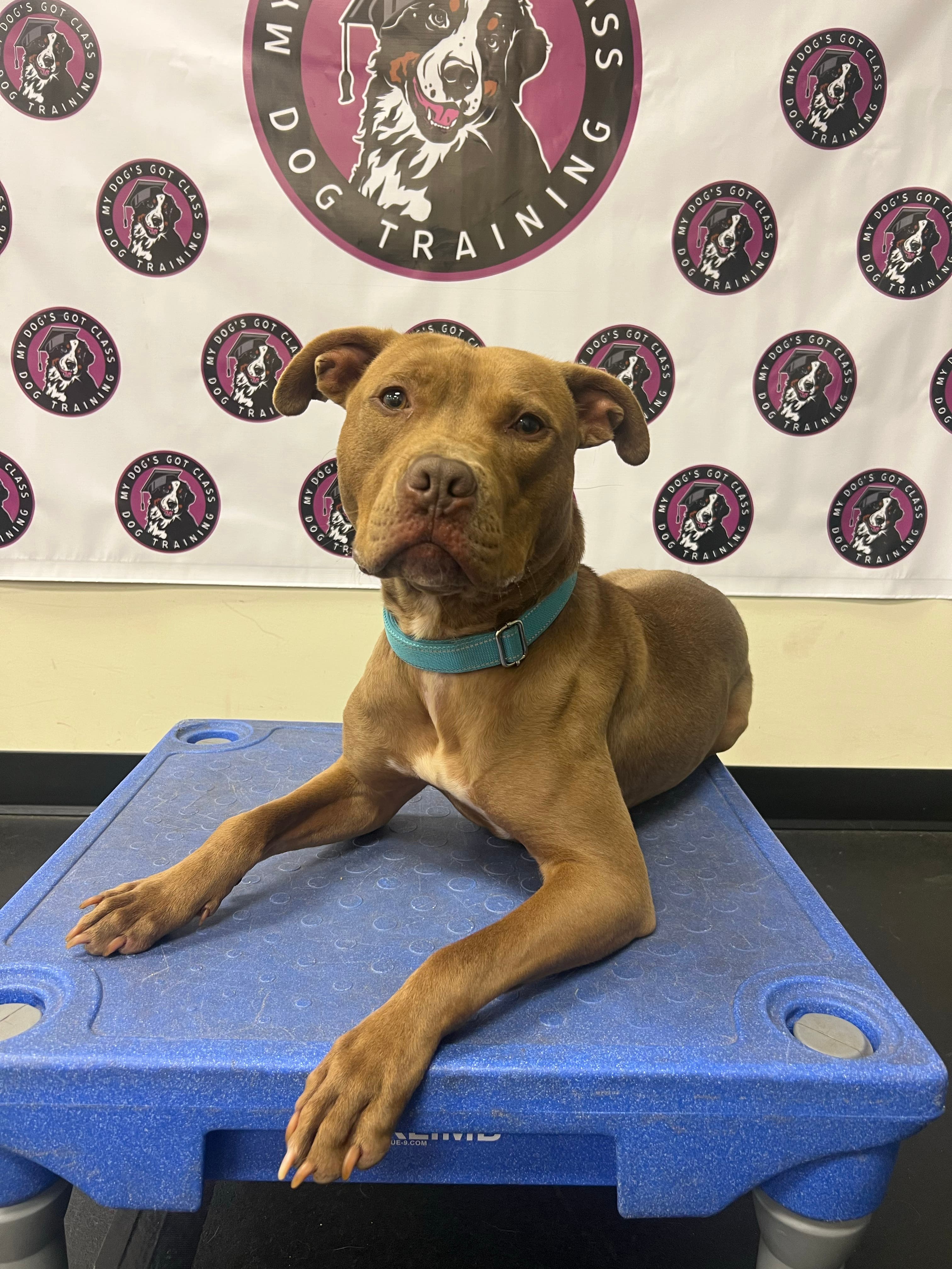 Dog Basic 2 Training Class