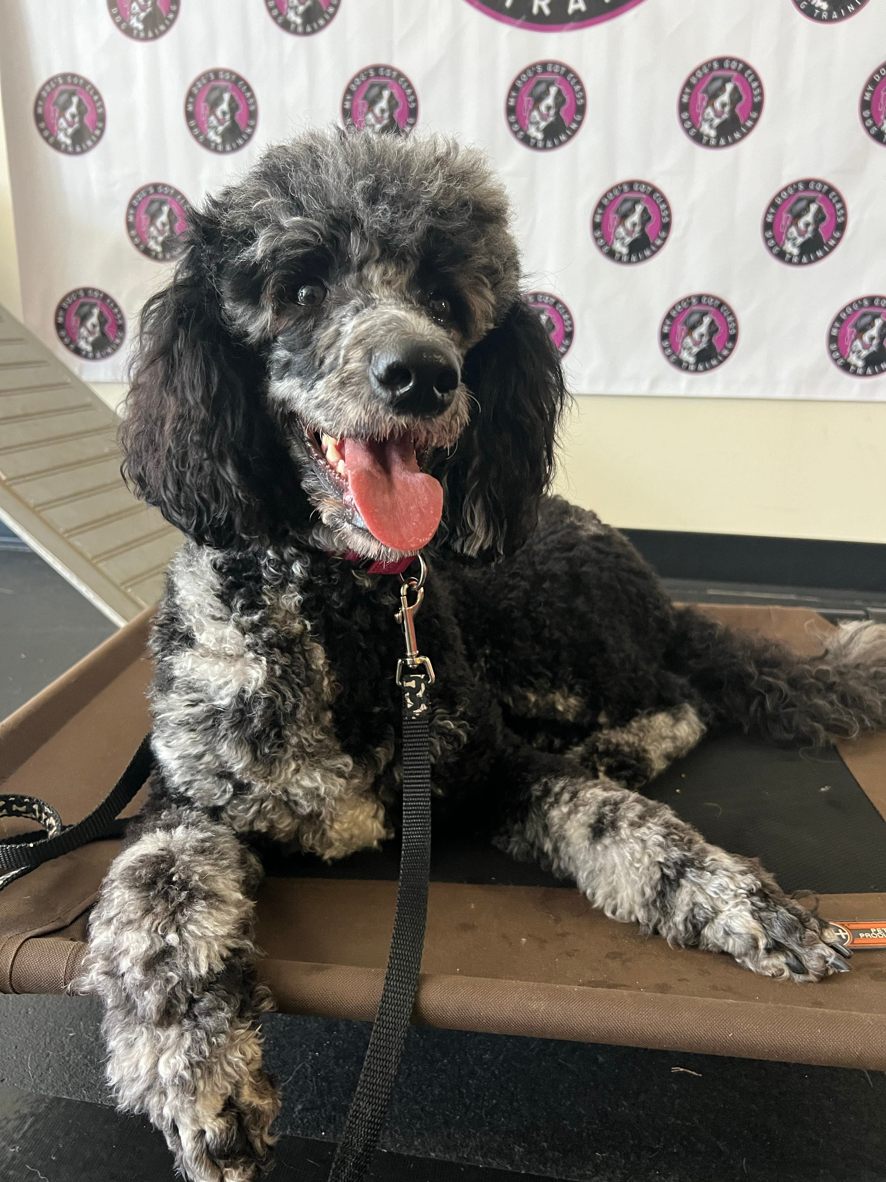 Basic Training Dog Class