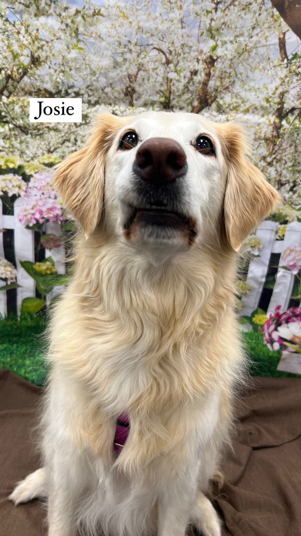 Dog Basic Training Class