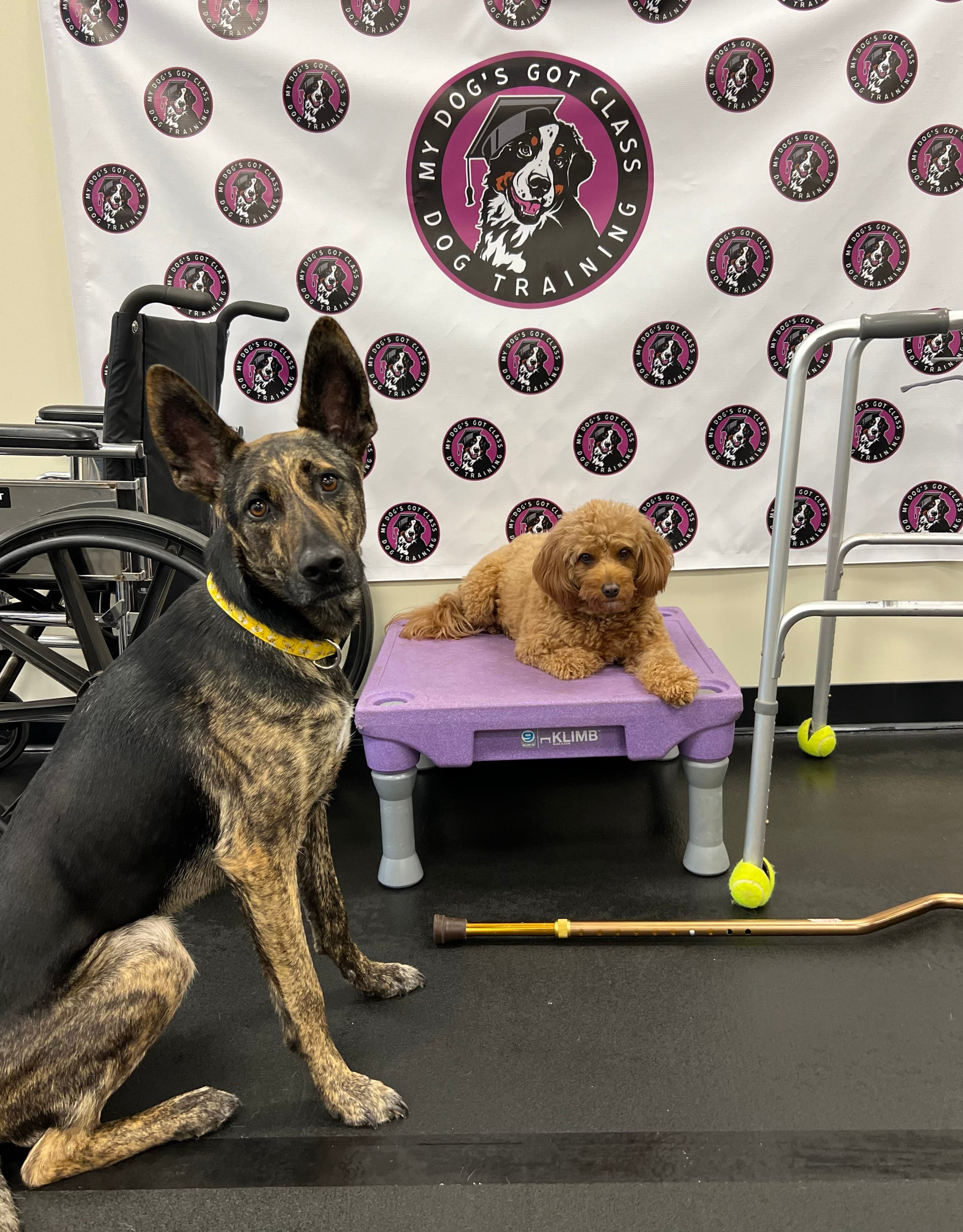 Pet Therapy Prep Class