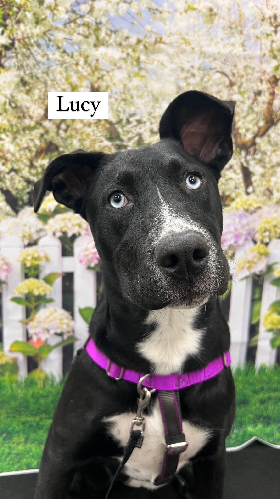 Dog Basic Training Class