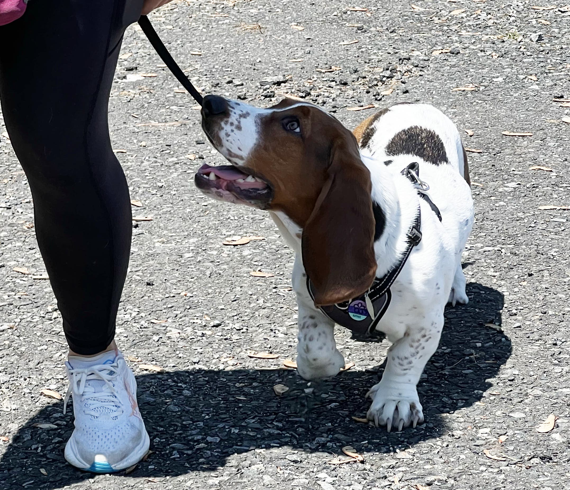 Loose Leash Walking Clinic
