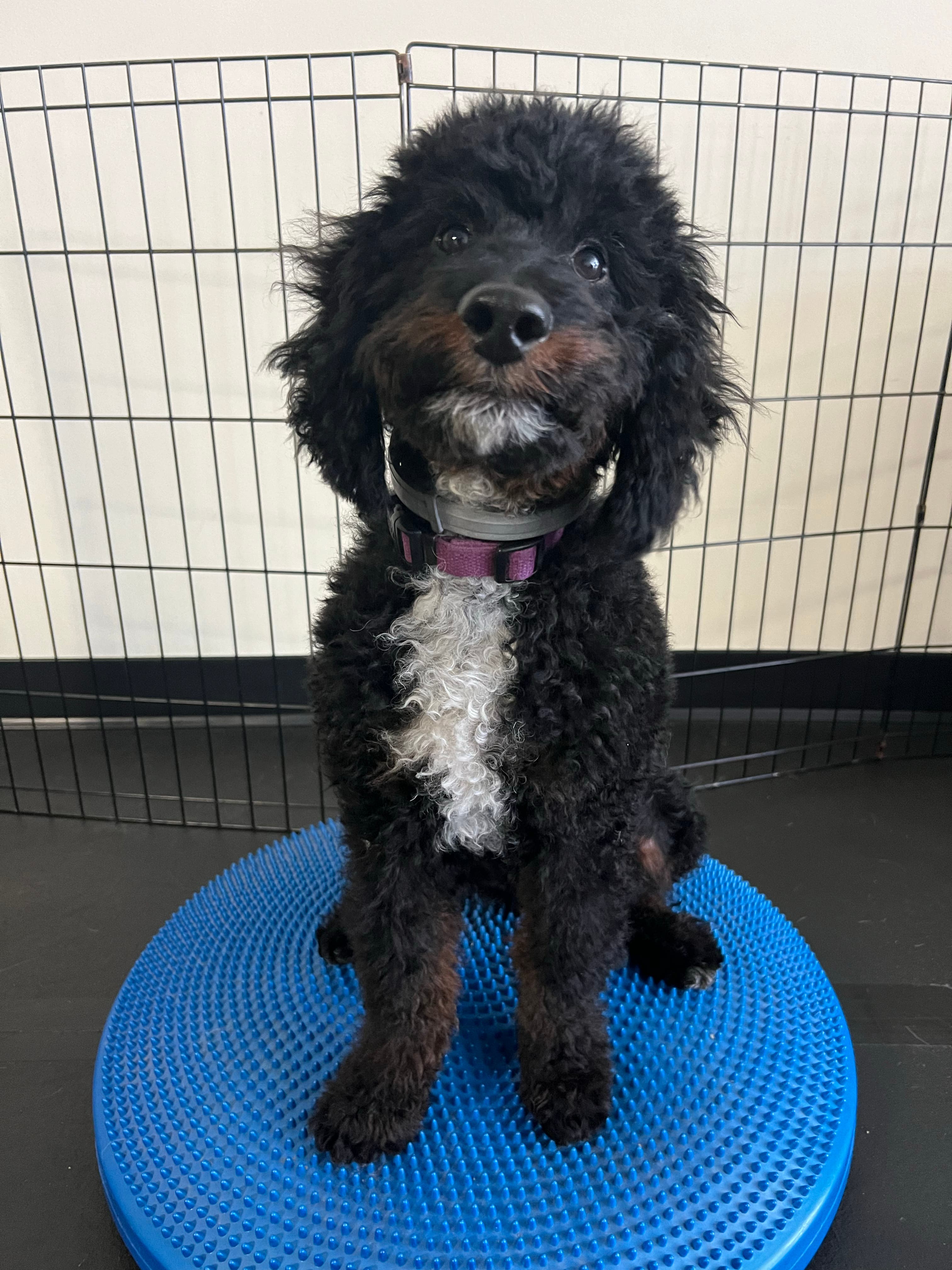 Puppy Start Up Single Class