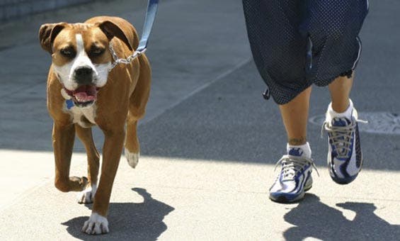 Loose Leash Walking Clinic