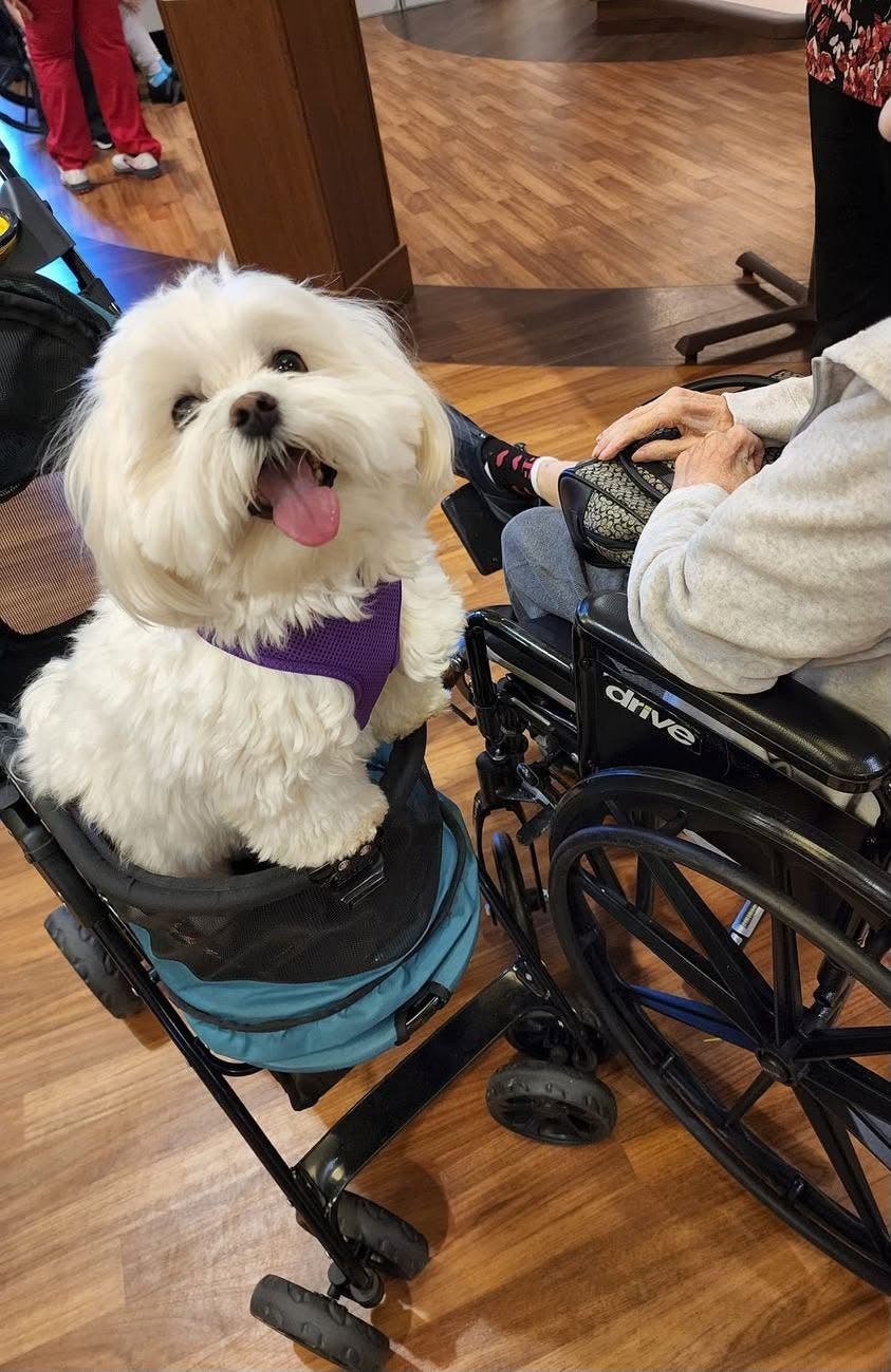 Pet Therapy Prep Class