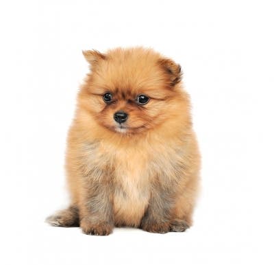Puppy Start Up (Single Session)
