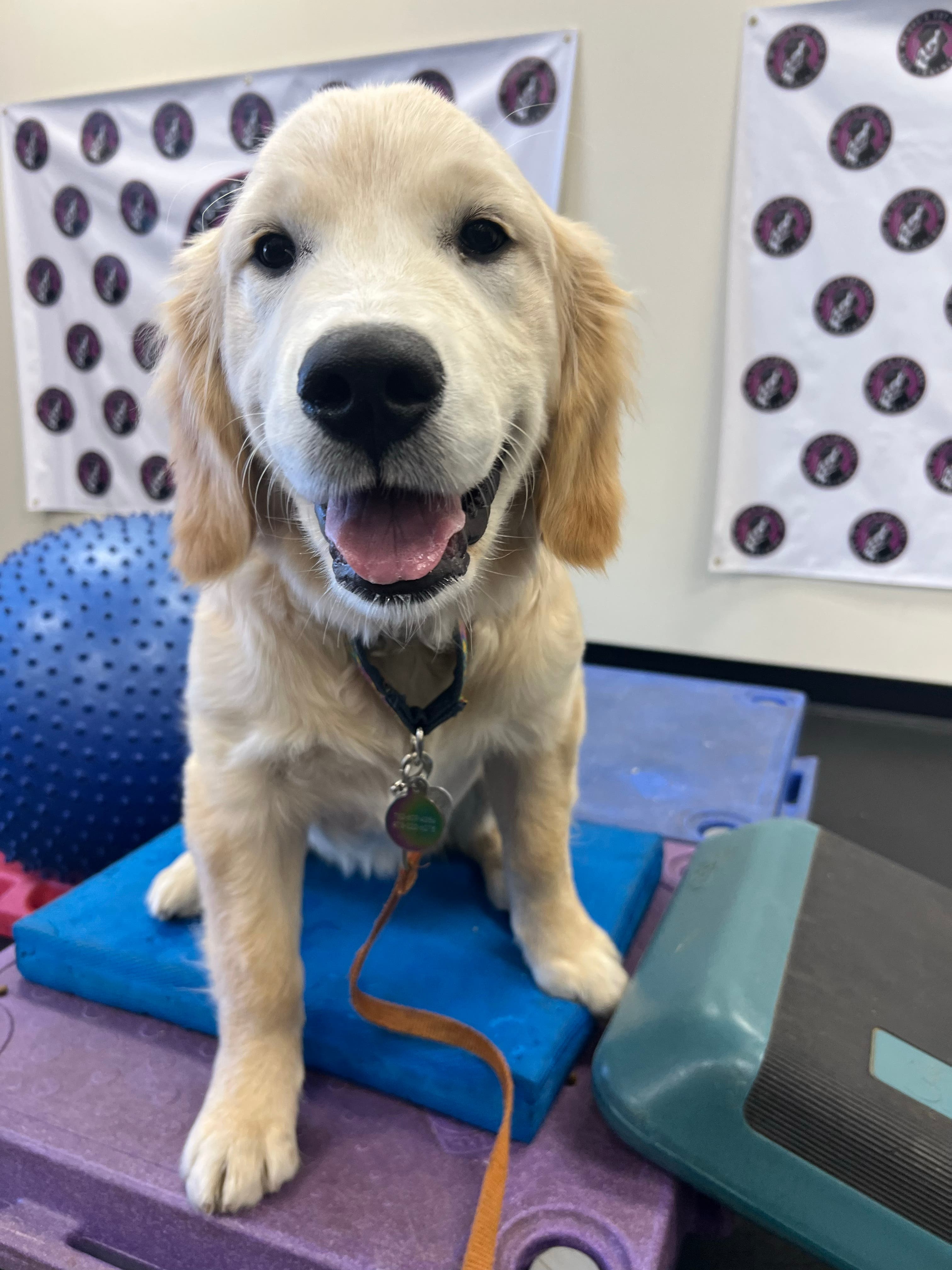 Puppy Kindergarten Class