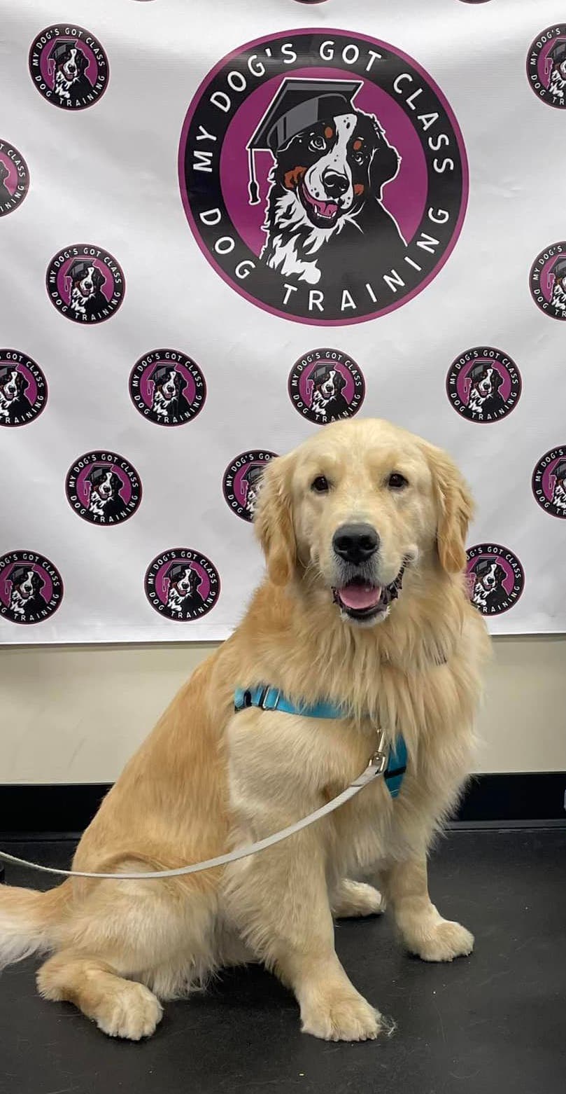 Dog Basic class