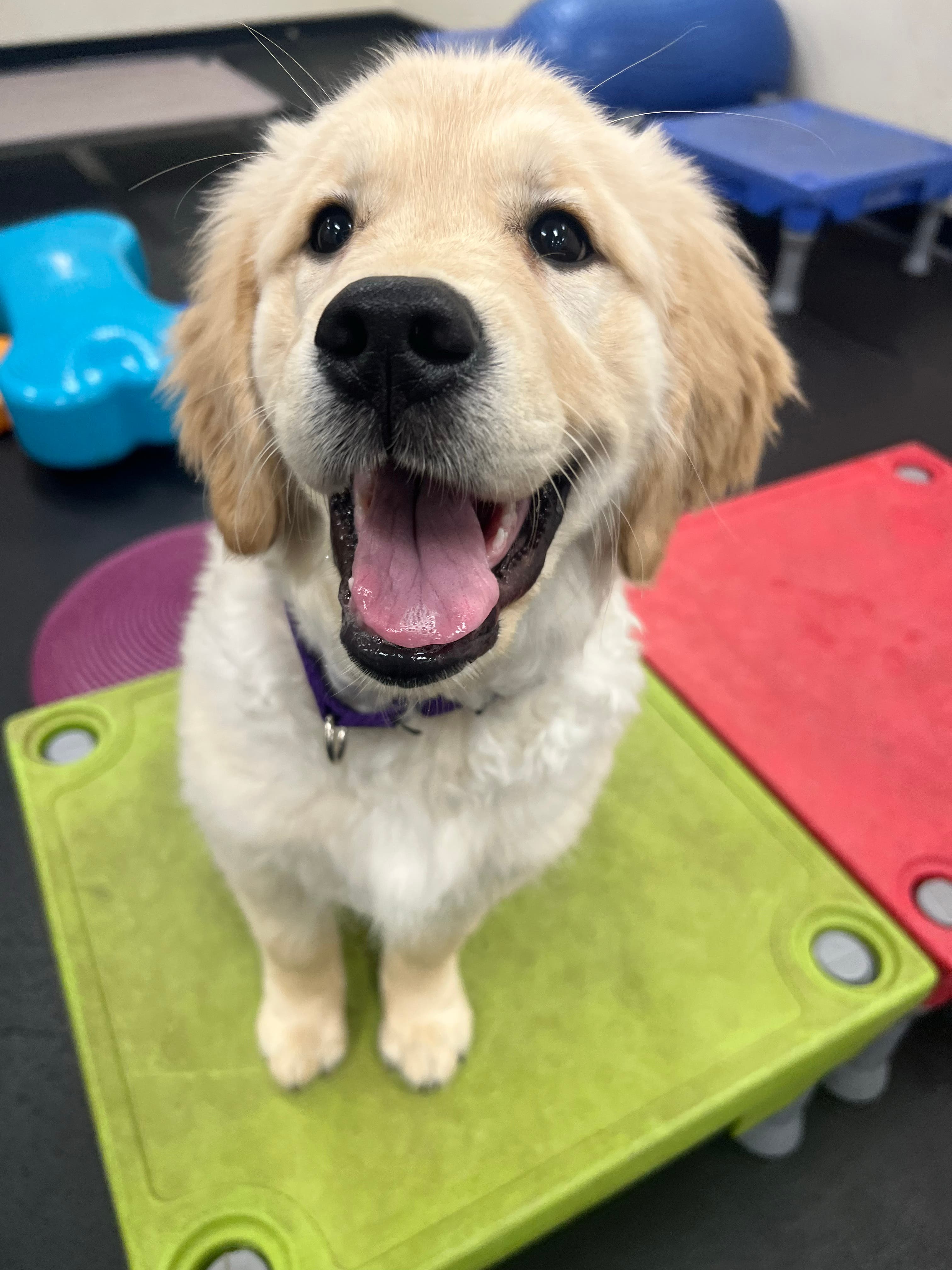 Puppy Kindergarten Class