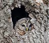 Barred owl peaking 