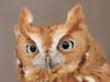 Screech owl