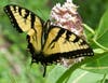Eastern Tiger Swallowtail