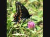 Swallowtail
