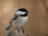 Chickadee