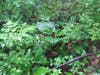 Lost Landscape of Parsippany..