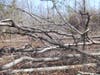 Death and Life are one and the same in a Forest
