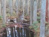 Biomass: The total amount of both living and nonliving organic matter in an organism or ecosystem.

