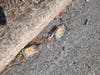 All along the roadsides drink drive and litter notice little pieces heading for the stormdrains