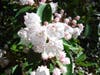 Jersey's Rhodendrum June Happy Time 