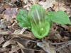 Jack in Pulpit Knoll River Sensitive Area. In danger of loss due to Barberry infestations allelopathy 