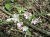Ephemeral Flowers "Spring Beauty" Green Acres/River Sensitive Area near Knoll West ..Last spring 2021..Why we need to curtail the barberry here.