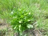 Troy Meadows; Wonder if Len Fariello knows what this is? Looks edible, and a native species
