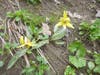 Trout Lilly Troy Meadows Preserve
