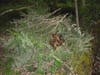 The Enemy Barberry Invasive dominates much of our Open Lands and impedes native species from their right to life..