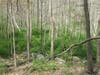 Just a peek at the Magnitude of the Highlands Areas Barberry Infestations; preventing native species from recurring 