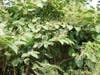 Knotweed Brought here in 1876 for Philadelphia Bicentennial as a Garden Enhancement Now it's prevalent everywhere; a monocultural will eliminate every other plant around it.  