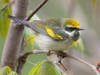 Yellow Winged Warbler Monster most have moved north anyway, and plenty of fragmented areas are available here in Jersey..