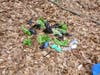 The all to common plastic bag dog waste toss. 