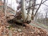 White Birch on steep slope
