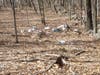 Wildcat Ridge Contractor Dump
