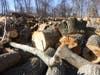 We already suffer from mounting tree loss on private and public lands..