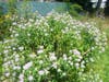 Local Biodiversity little care as nature supports itself