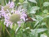 Could this be the painted lady?