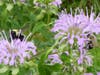Bee Here Now..
