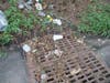 What lies among US in the myth of progress. No wonder microplastics are in our soils, water and our bodies. Was is the carrying capacity of plastics in the environment? 