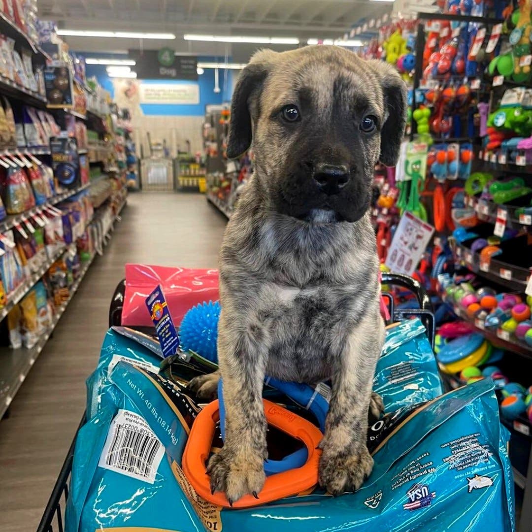 NOW OPEN: Brother-Duo Brings Pet Supplies Plus to North Massapequa