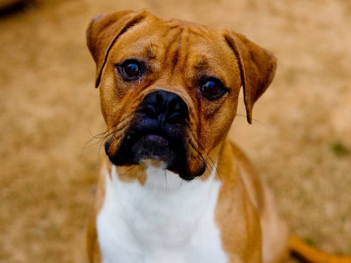 Meet LifeLines DeKalb County Pet of the Week: Trenton