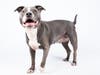 Lady is easy going, affectionate and can't wait to meet you!