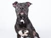 Paris wants to cuddle and be your workout buddy!