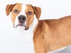 Peedy is great with kids and other dogs!