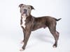 Beefboy is handsome, smart, affectionate and playful!
