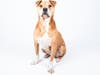 Champ is mellow, loves kids and other dogs, housebroken, obedient and gentle!