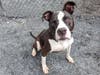 Gator loves children, dogs and hanging his face out of the car window and smiling at everyone he passes!
