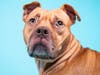 Roxy is a squishy lover who is submissive and wags her whole rear end!
