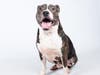 Sweet Boy is dreamy, kissable, young and eager to please!